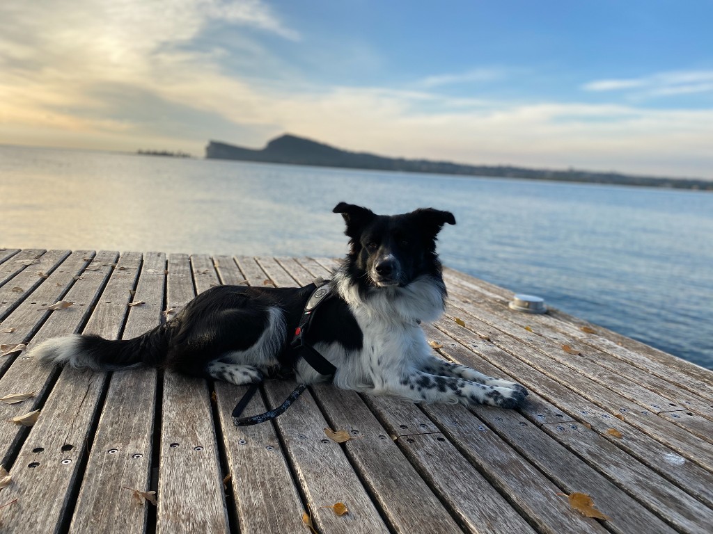 Dog on a pier at Lake Garda with Rocca di Manerba in the distance